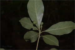 Pittosporum neelgherrense